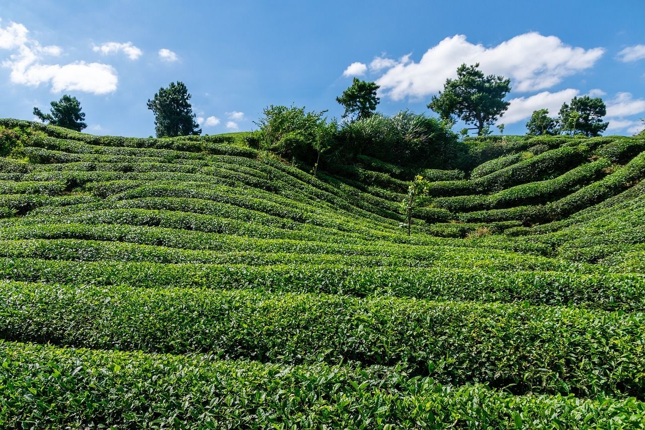Propiedades y beneficios del árbol de té - Herbolario Alegría